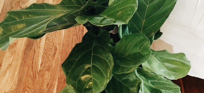 fiddle leaf fig