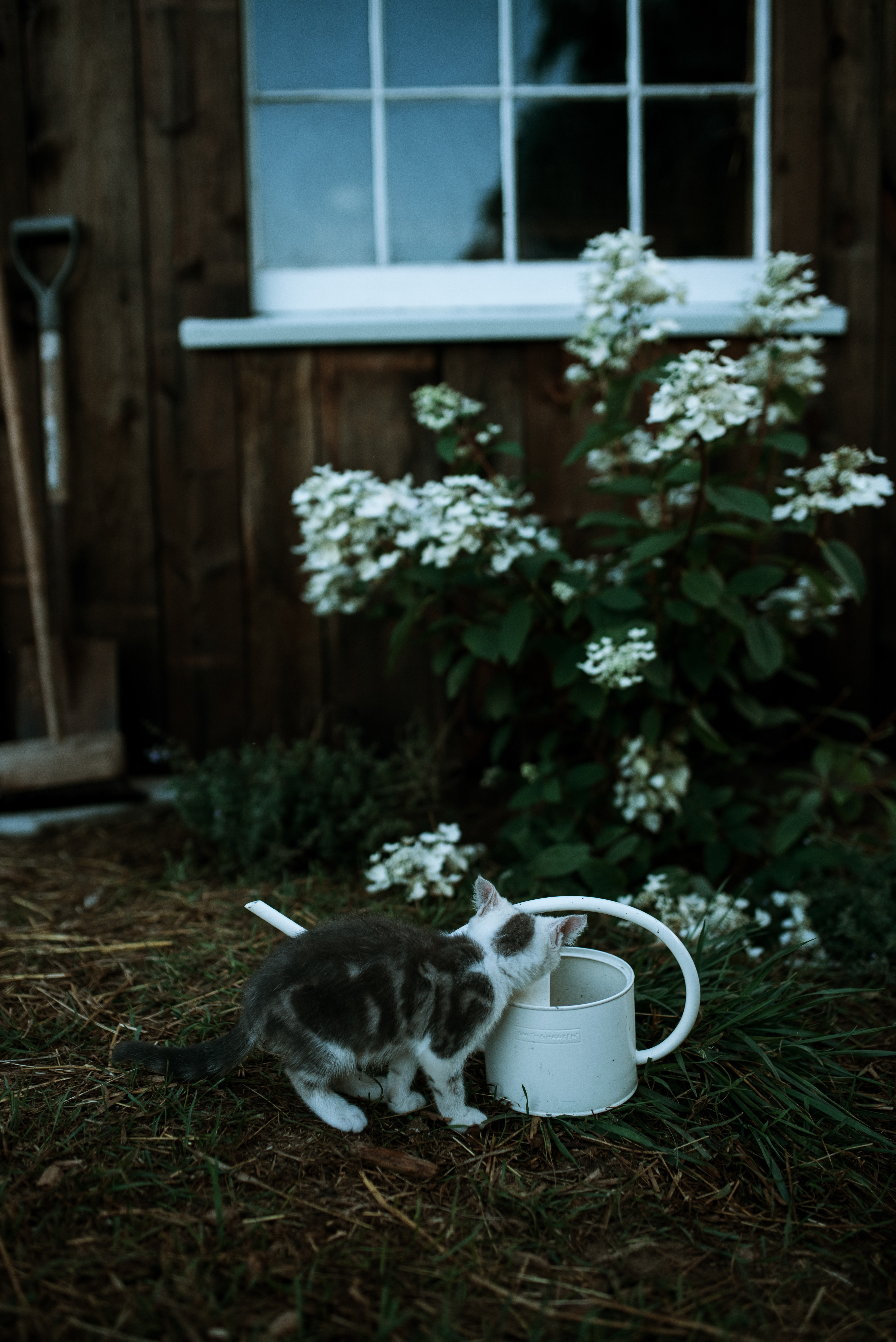 The Ford Family // Summer 2020