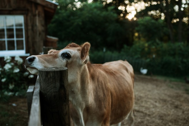 The Ford Family // Summer 2020