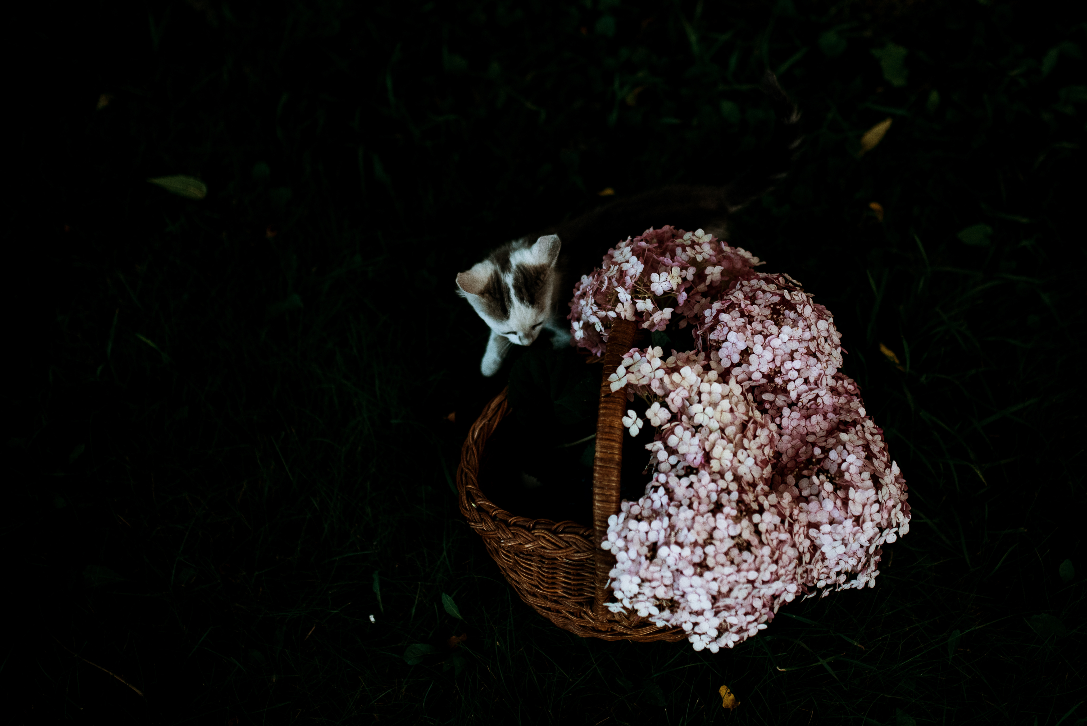 The Ford Family // Summer 2020